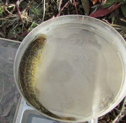 05.- Puye capturado mediante pesca eléctrica (Galaxias platei)