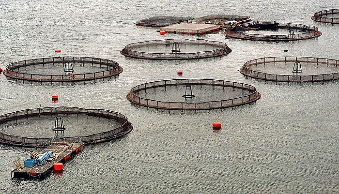 700x420_salmonera-efe-dos