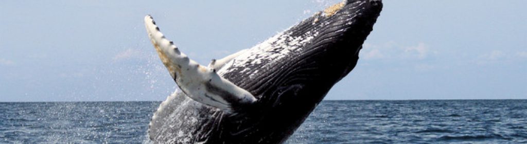 Ballena-jorobada