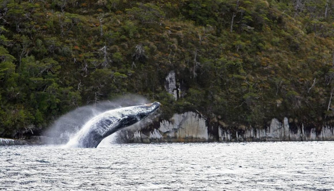 IMG_6284-copy-1024x643